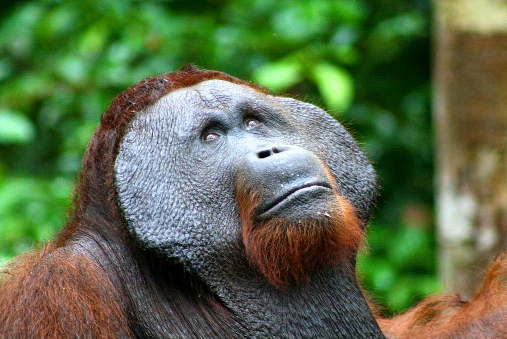 Mistério: Por que alguns orangotangos machos têm a cara flangeada e outros não? 16