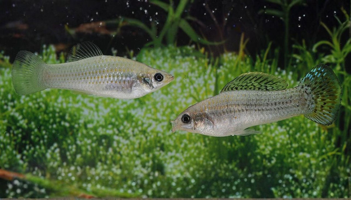 Cientistas descobriram como a molinésia-amazônica se clonou por 100.000 anos