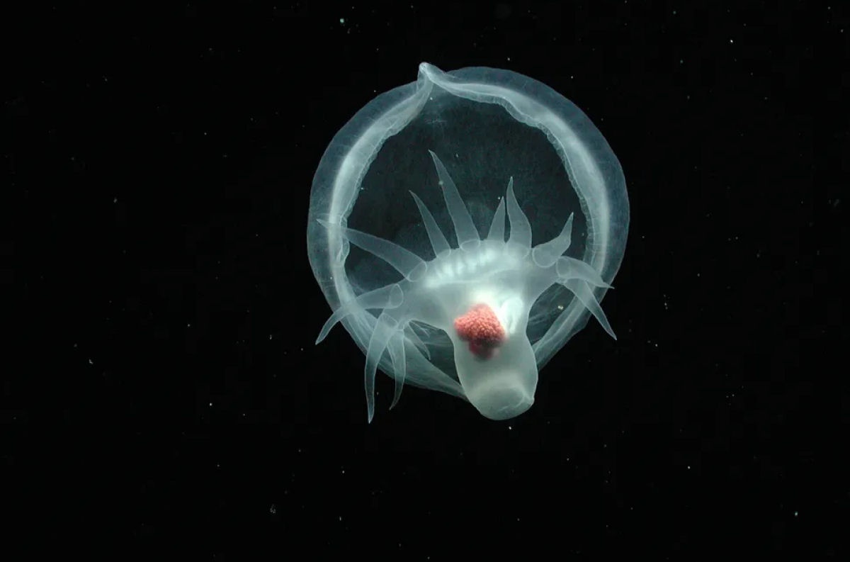 Lesma-marinha misteriosa, que se alimenta como planta carnvora,  gravada em imagens do fundo do mar pela primeira vez