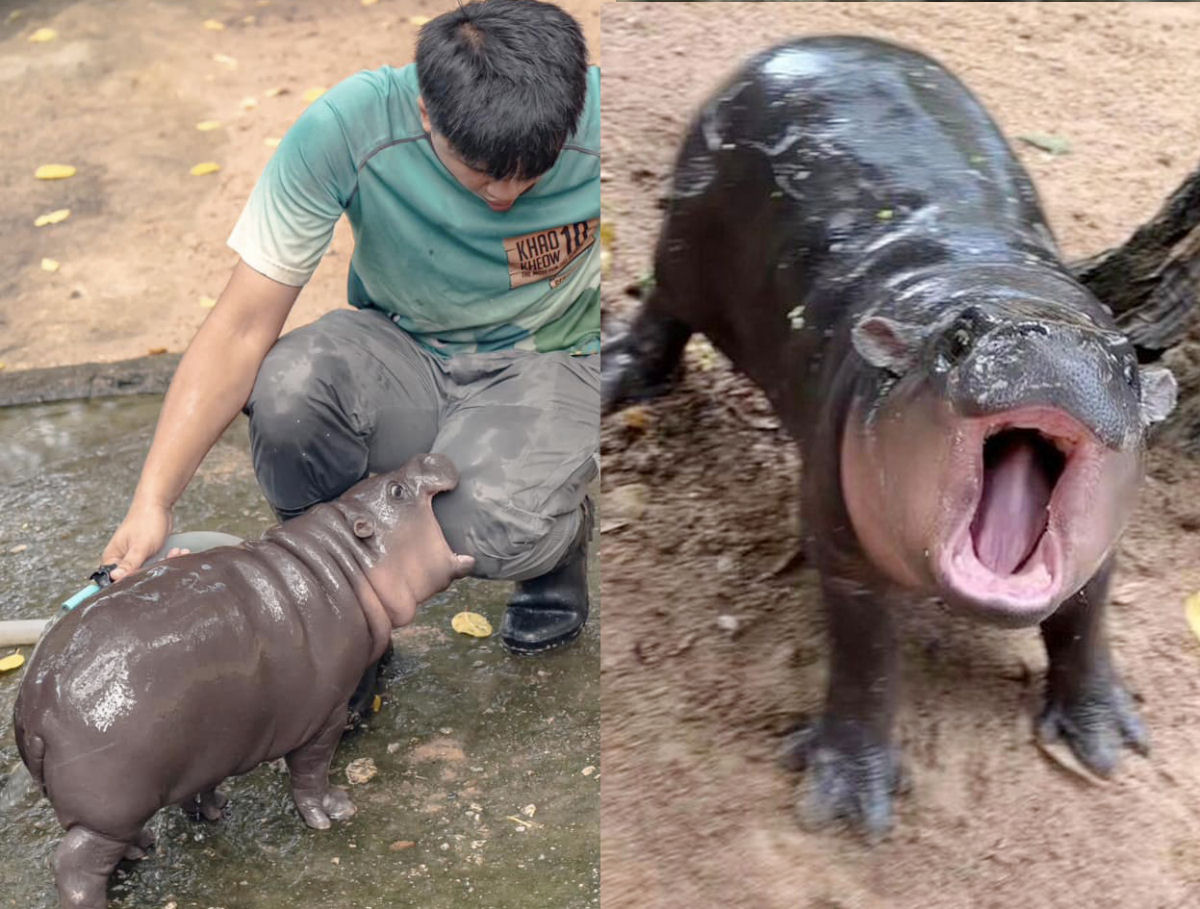 A cincia por trs da obsesso da Internet com Moo Deng, a famosa hipoptama pigmeia da Tailndia