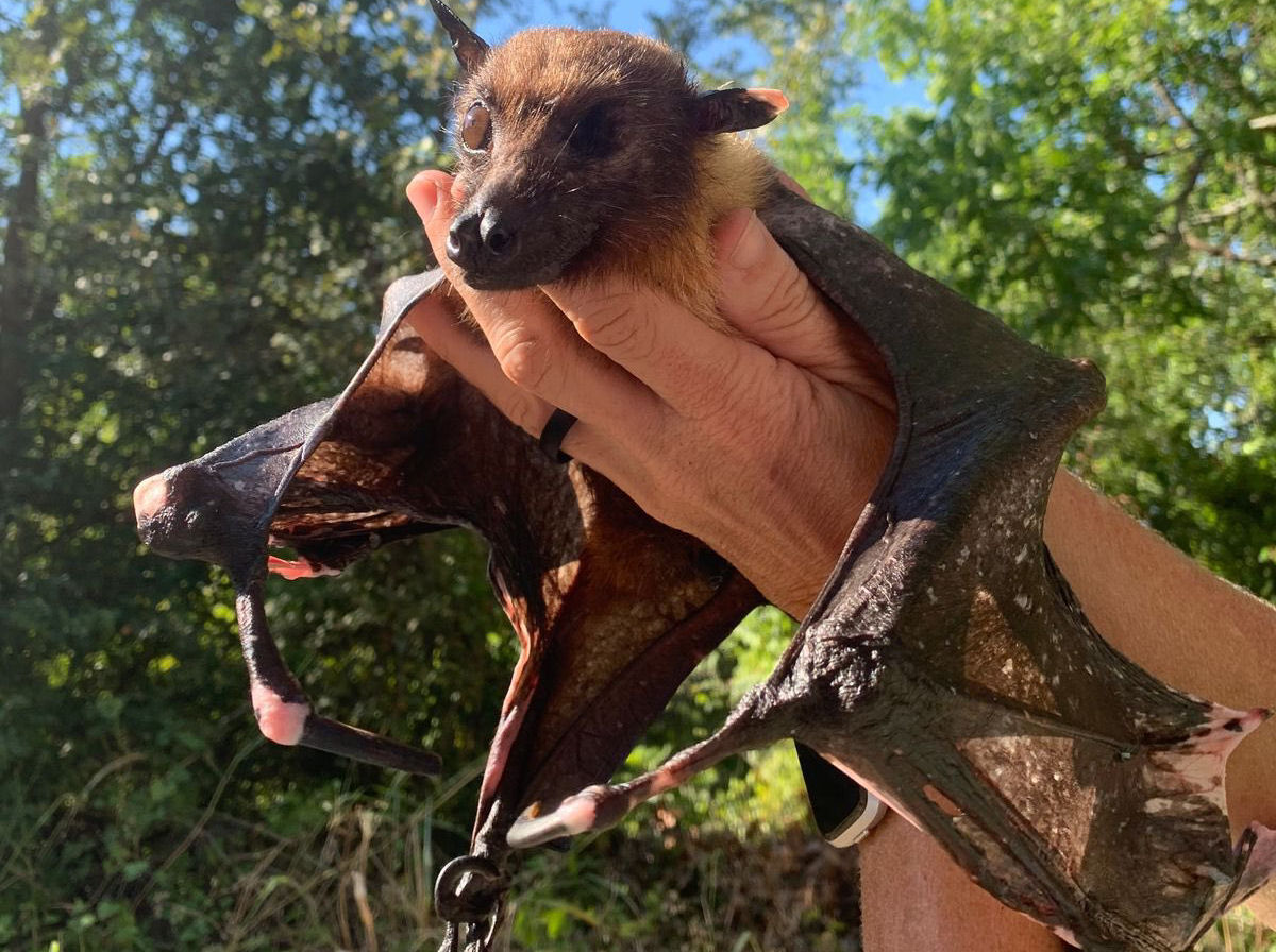Conheça Statler, o morcego frugívoro indiano mais velho do mundo