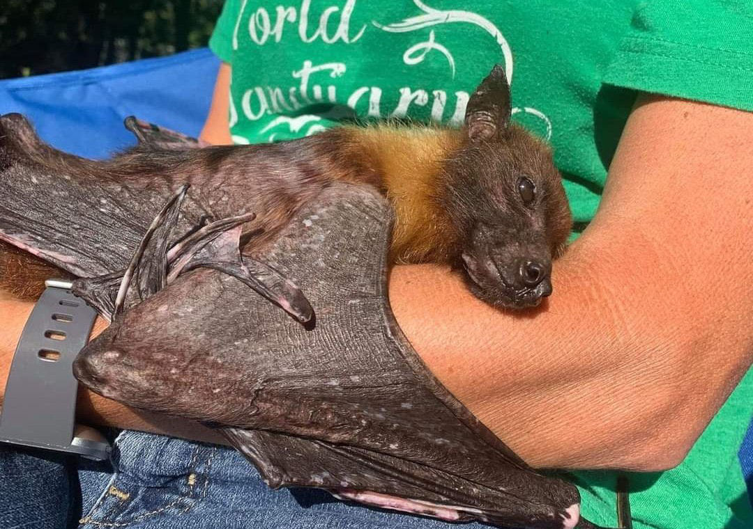 Conheça Statler, o morcego frugívoro indiano mais velho do mundo