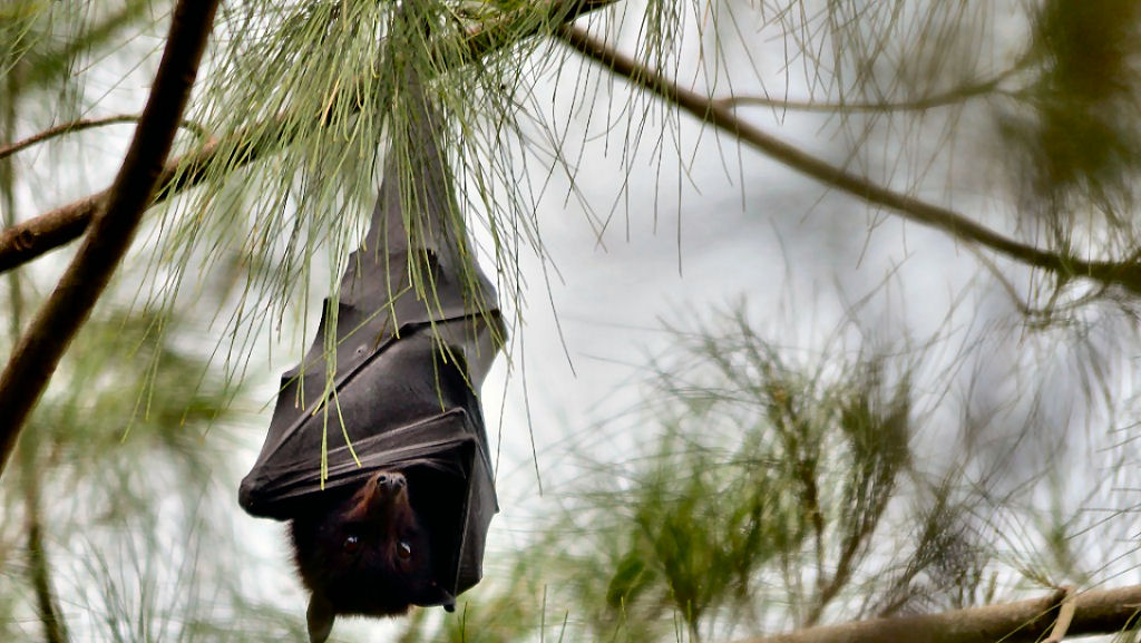 Por que os morcegos não adoecem com os vírus que transmitem, mas os humanos sim? A resposta está na febre