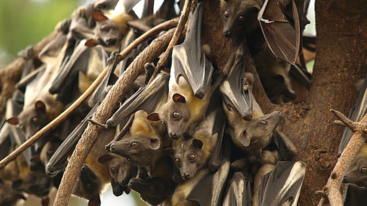 Todos os anos, at 10 milhes de morcegos frugvoros renem-se em um parque na Zmbia