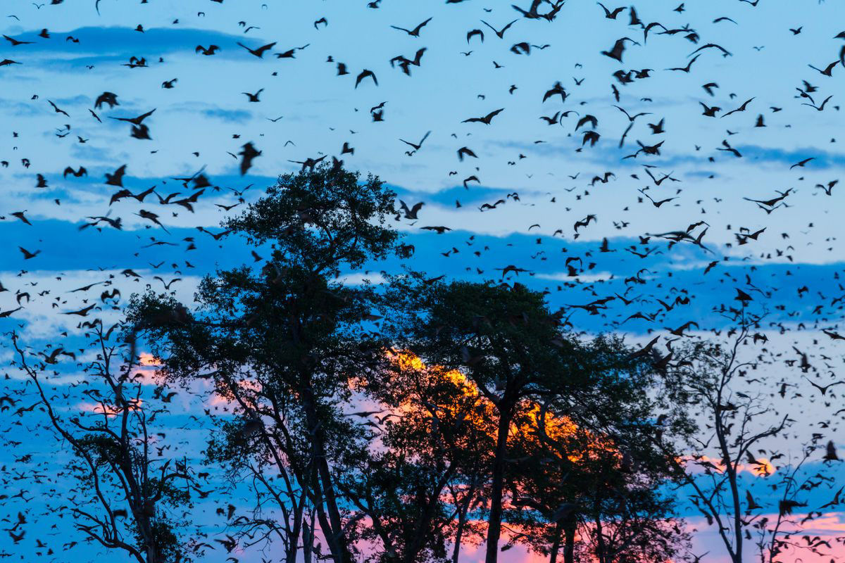 A grande migrao de morcegos de Kasanka