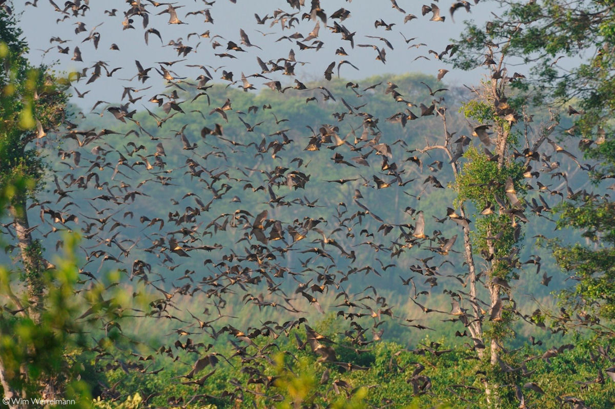 A grande migrao de morcegos de Kasanka