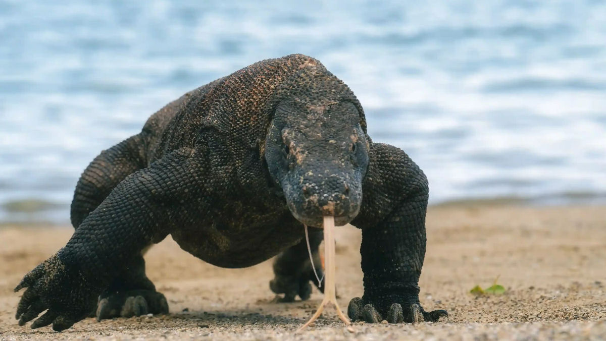 Pode um ser humano sobreviver a mordida de um dragão-de-Komodo