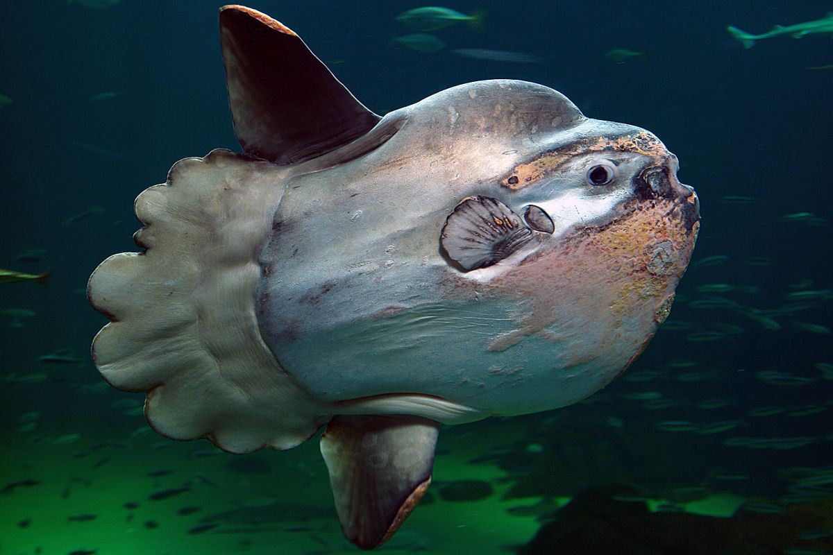 A estranha fisiologia do peixe-lua que o mantém protegido de predadores