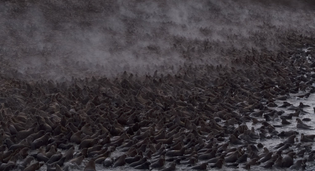 Dezenas de morsas se lanam no vazio na cena mais chocante do ltimo documentrio da Netflix, Our Planet