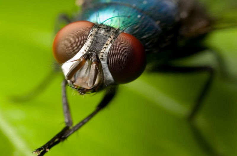 Singularidades extraordinrias de animais ordinrios: a mosca