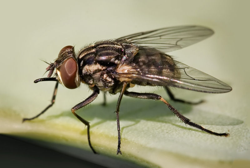Singularidades extraordinrias de animais ordinrios: a mosca