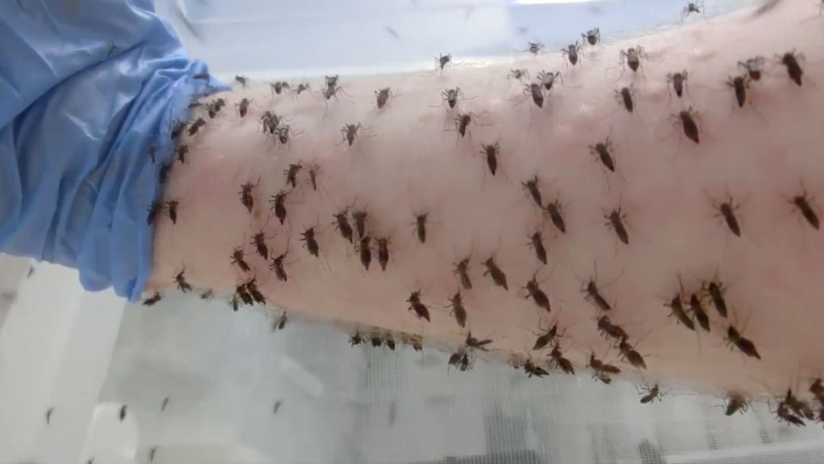 Cientista permite que milhares de mosquitos piquem seu braço para combater a dengue