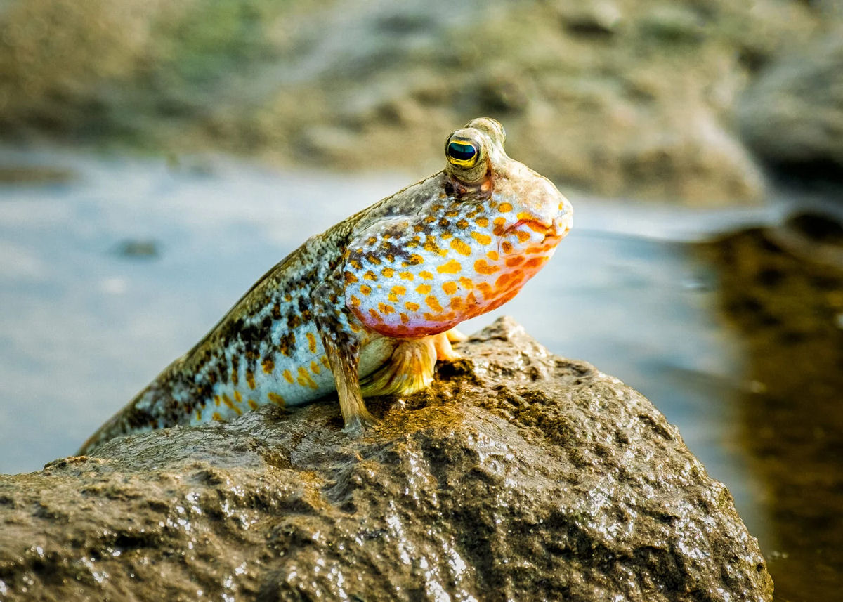 Os peixes-saltadores-da-lama 'precisam desacelerar a evolu