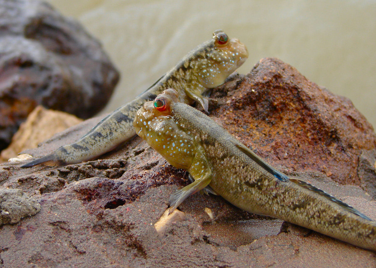 Os peixes-saltadores-da-lama 'precisam desacelerar a evolu