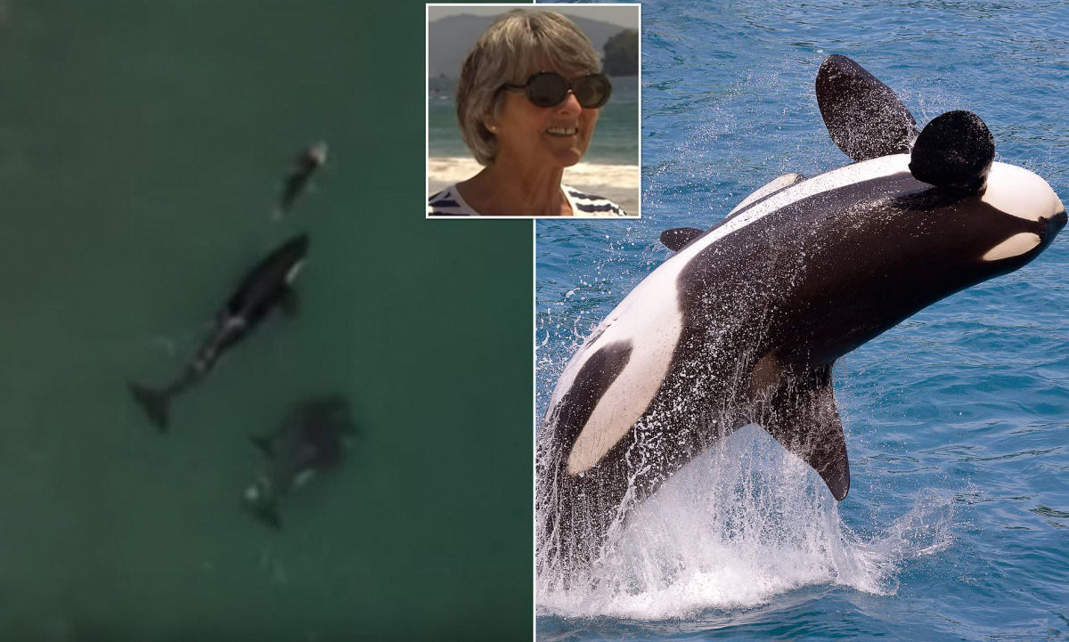 Incrível filmagem mostra mulher nadando com orcas que só querem brincar