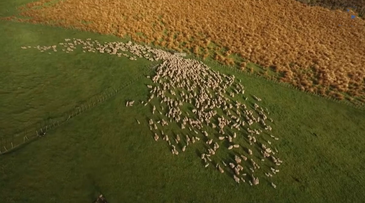 O hipnotizante pastoreio de ovelhas em massa funbciona como um organismo vivo