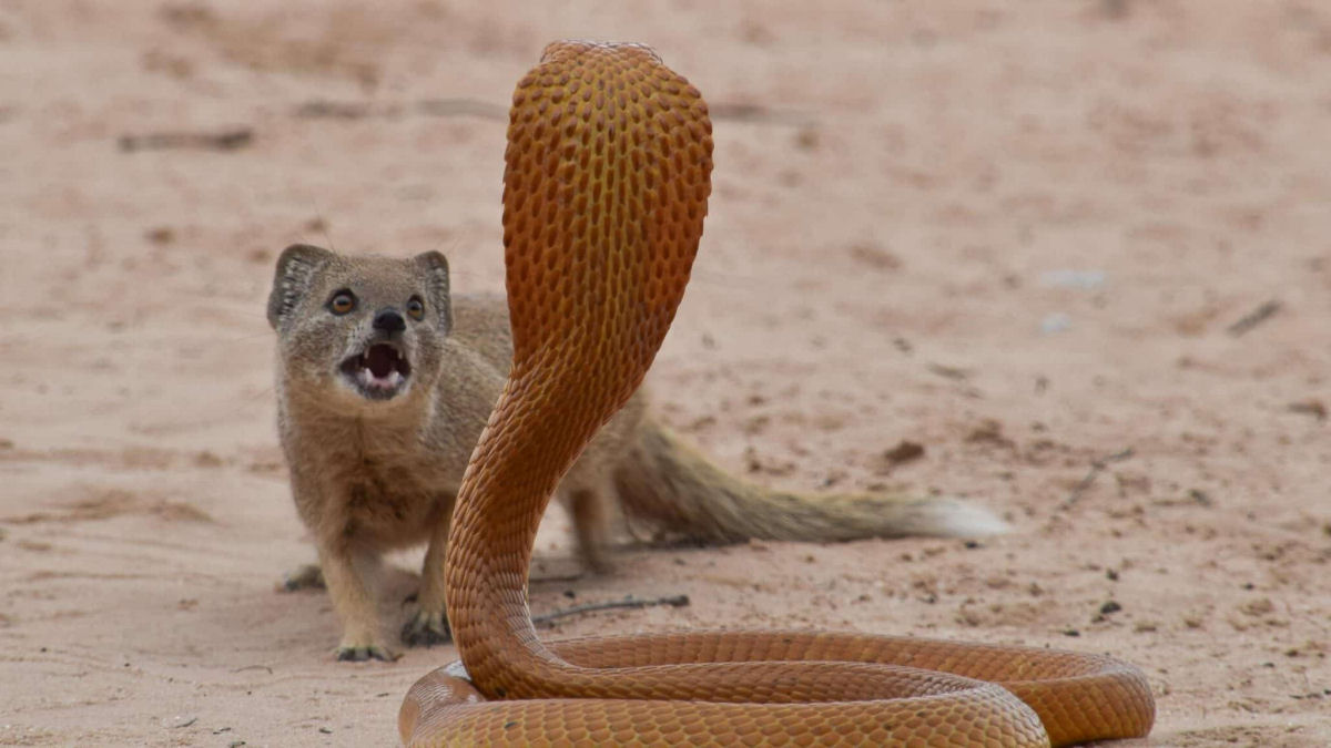 Veja sete esquilos e um mangusto intimidarem uma naja