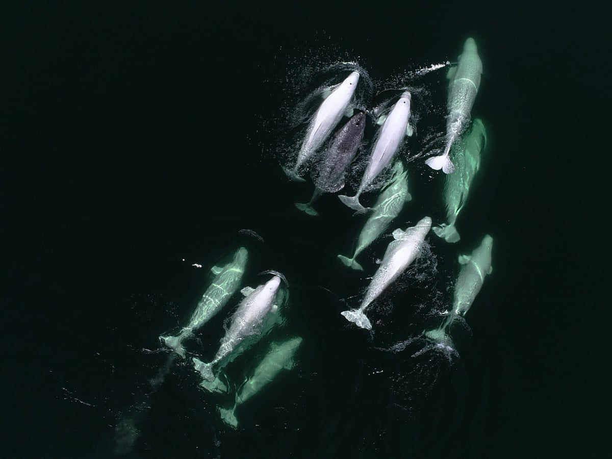 Narval solitário, adotado por belugas, poderia produzir filhotes 'narluga'