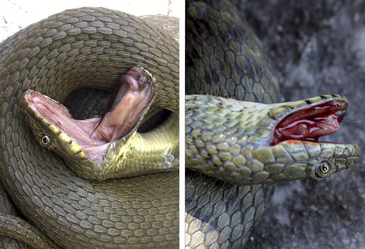 Cobra-d'agua finge sua prpria morte com teatro sangrento e cheio de coc