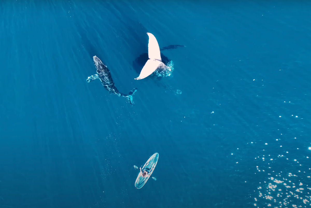 Caiaqueiro encontra uma baleia-jubarte com a cauda erguida no ar
