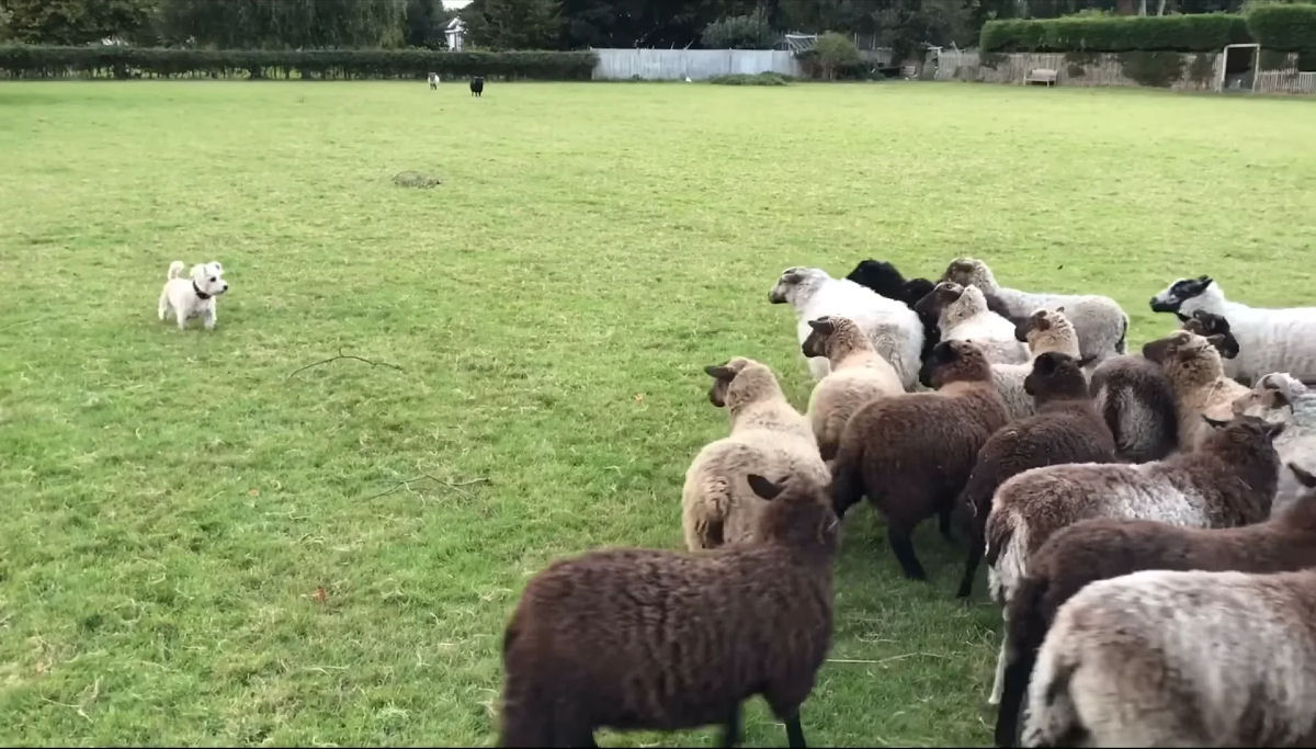 Este é o pior cão pastor do mundo?