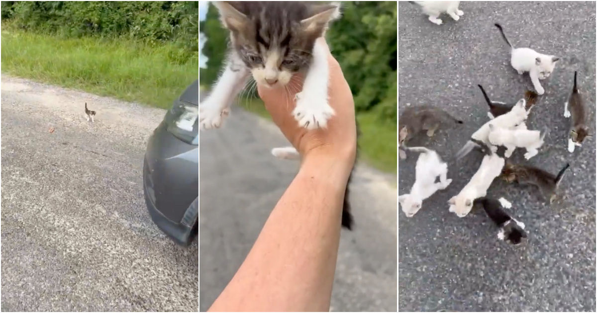Homem é 'emboscado' por ninhada ao resgatar gatinho abandonado