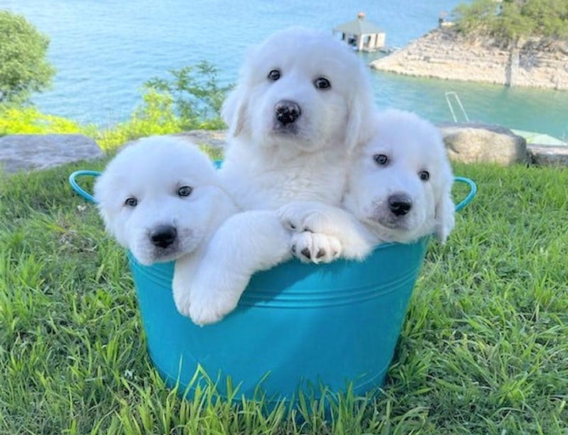 Casal descobre que sua nova cadela resgatada est� prenha de oito filhotes