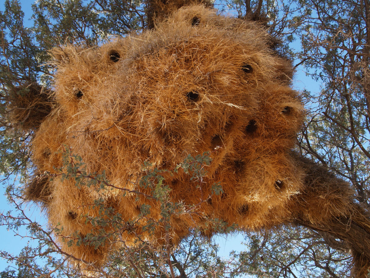 Pequenos pssaros criam ninhos comunitrios to grandes que podem derrubar uma rvore