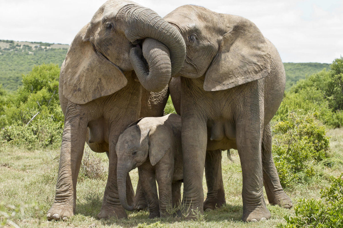 Pesquisadores descobrem que os elefantes do nomes uns aos outros