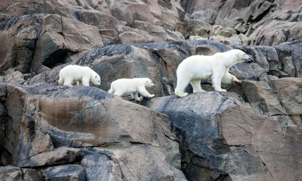 Trailer de 'Our Planet II', a segunda temporada do notvel programa sobre a natureza de David Attenborough