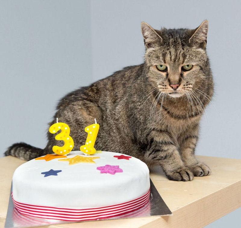 O gato mais velho do mundo tem 31 anos e ainda lhe restam vidas 04