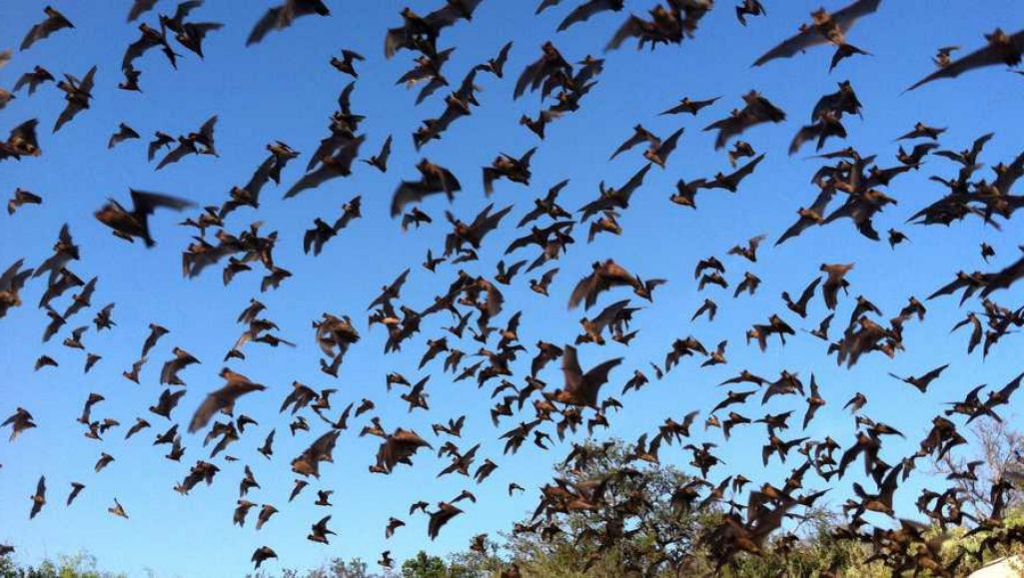Milhes de morcegos saem para caar  noite em Bornu e no Texas
