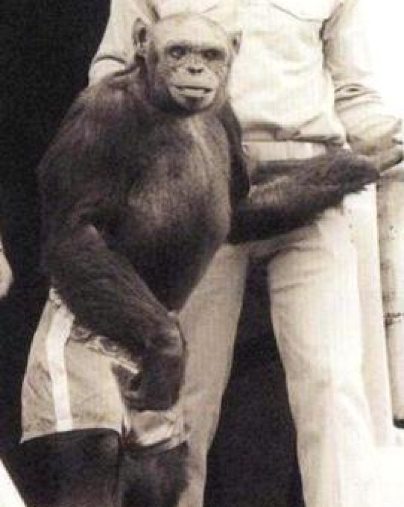 Oliver, o macaco humano