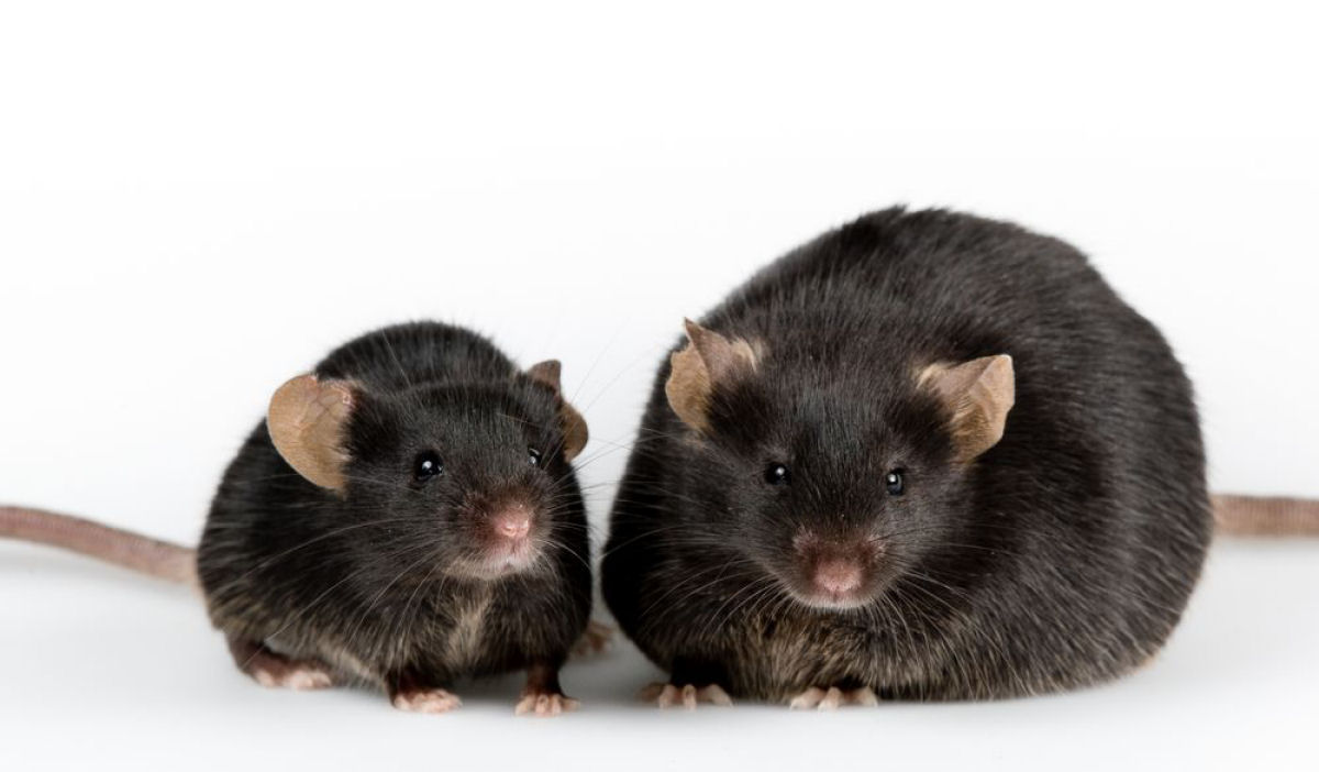 A história do OncoRato: o ratinho doente que quase misturou ciência com lucro fácil