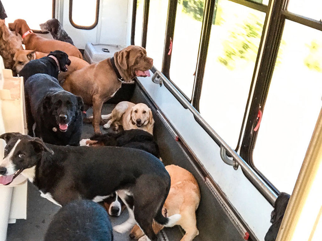 Ônibus da Escola Canina recolhe peludos do bairro