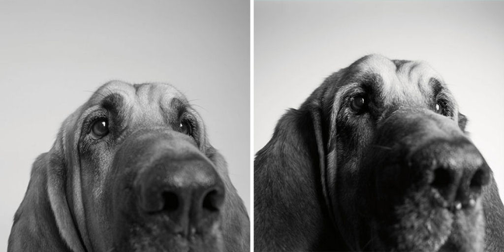 Ontem e hoje: cães fotografados quando filhotes e na velhice
