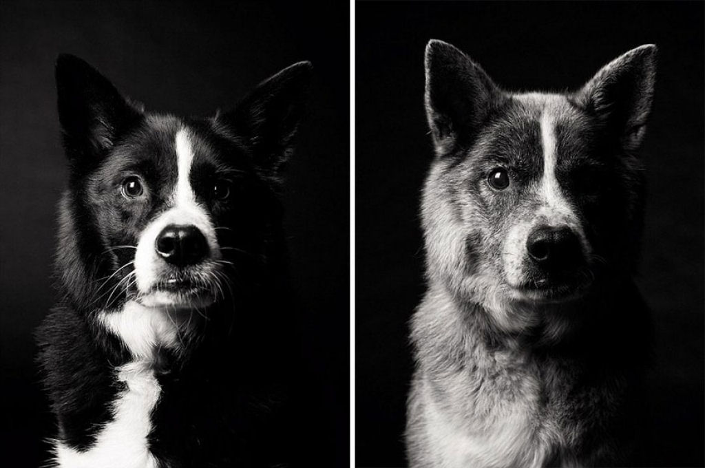 Ontem e hoje: cães fotografados quando filhotes e na velhice 01