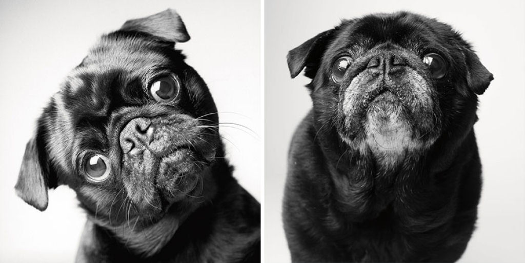 Ontem e hoje: cães fotografados quando filhotes e na velhice 02