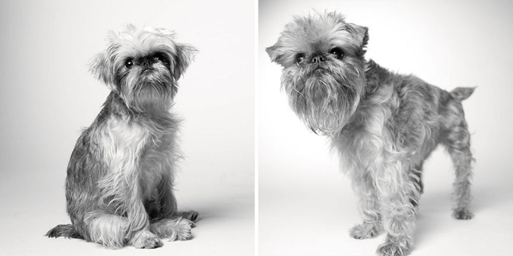 Ontem e hoje: cães fotografados quando filhotes e na velhice 03