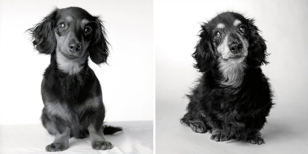 Ontem e hoje: cães fotografados quando filhotes e na velhice 04