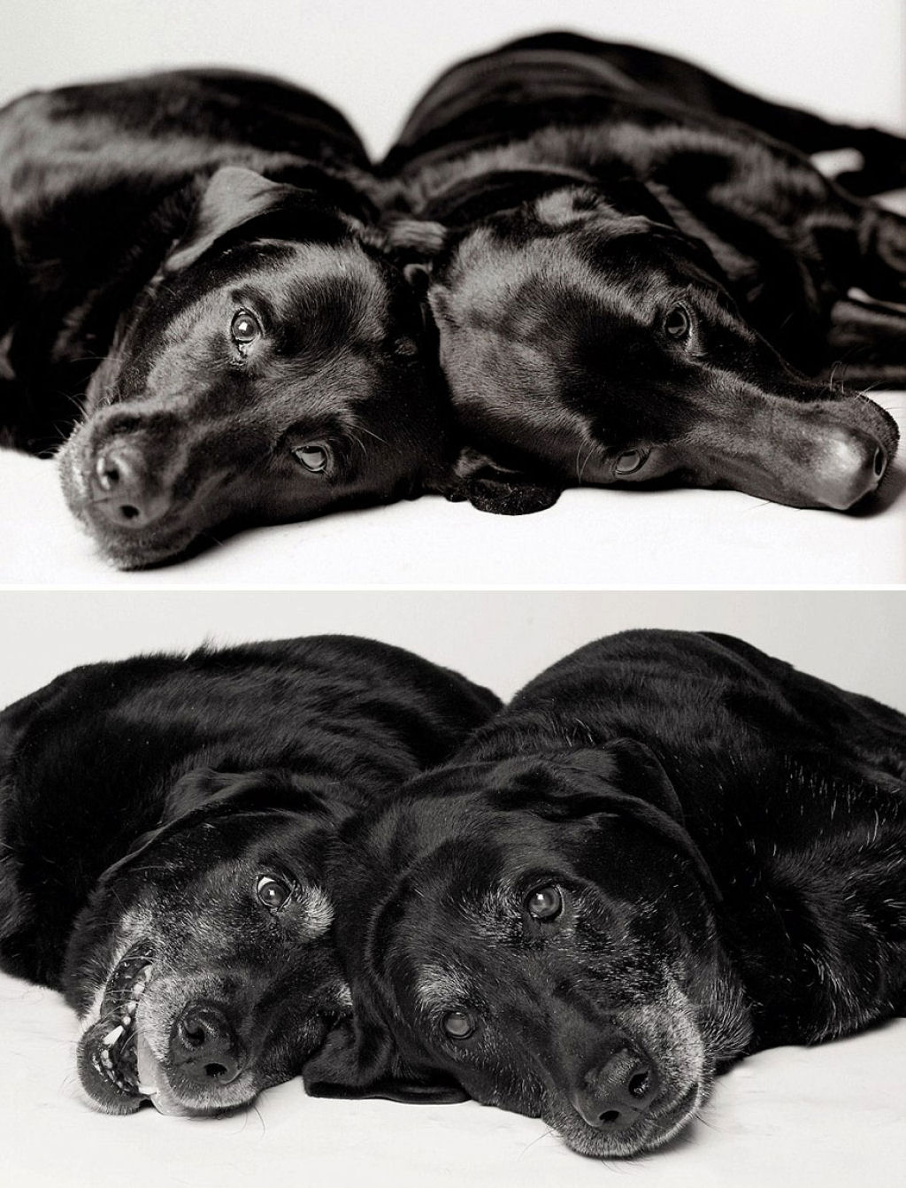 Ontem e hoje: cães fotografados quando filhotes e na velhice 05