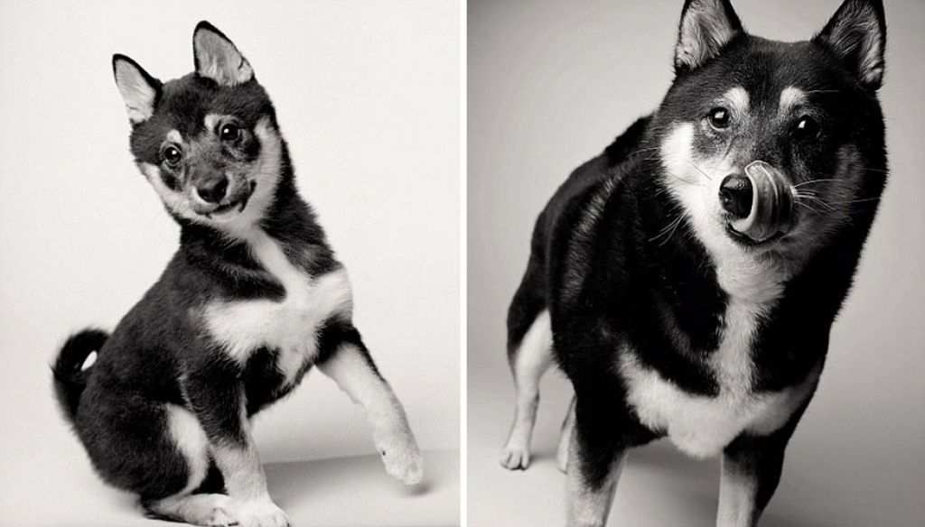 Ontem e hoje: cães fotografados quando filhotes e na velhice 06