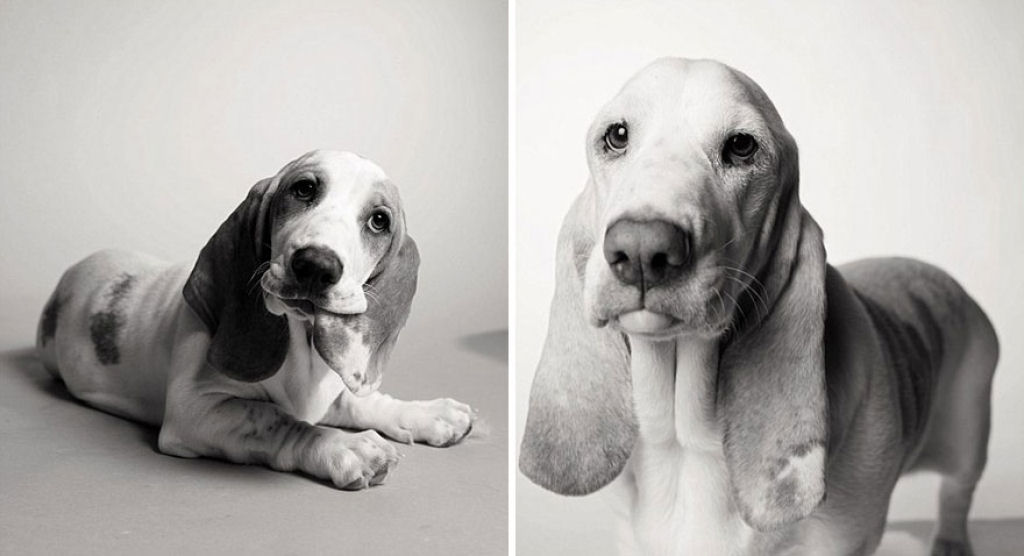 Ontem e hoje: cães fotografados quando filhotes e na velhice 07