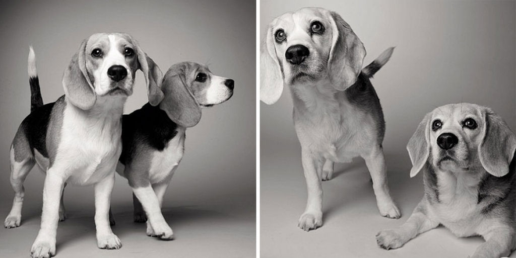 Ontem e hoje: cães fotografados quando filhotes e na velhice 09