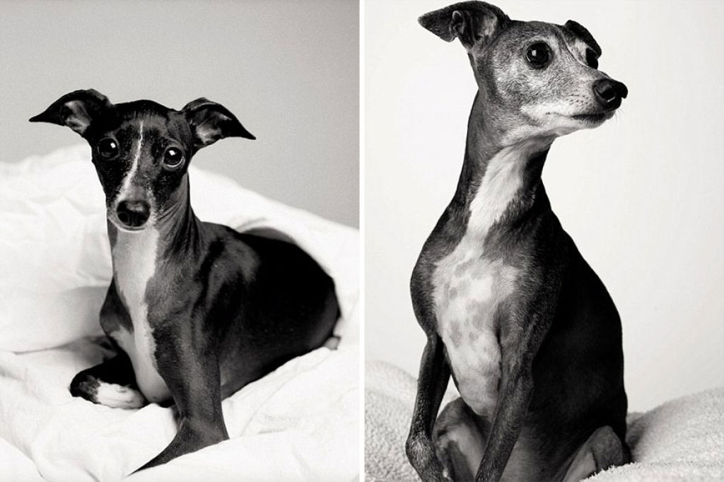 Ontem e hoje: cães fotografados quando filhotes e na velhice 10