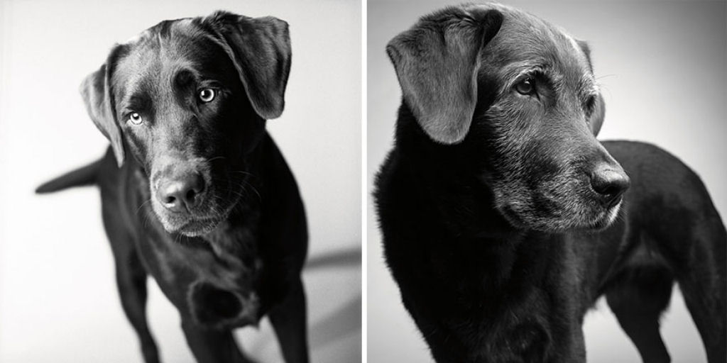 Ontem e hoje: cães fotografados quando filhotes e na velhice 11