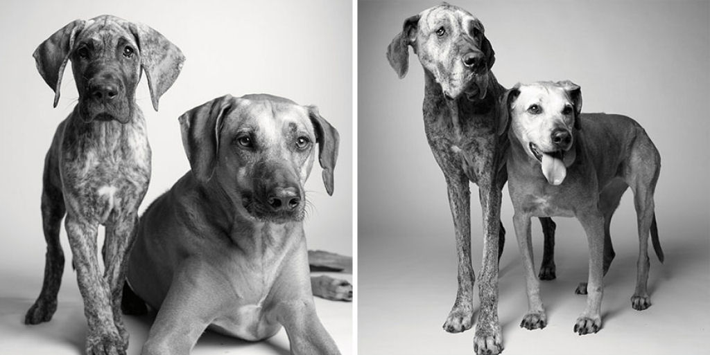 Ontem e hoje: cães fotografados quando filhotes e na velhice 12