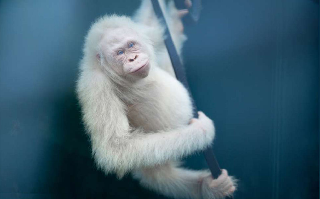 O momento em que a nica orangotanga albina do mundo foi devolvida  vida selvagem