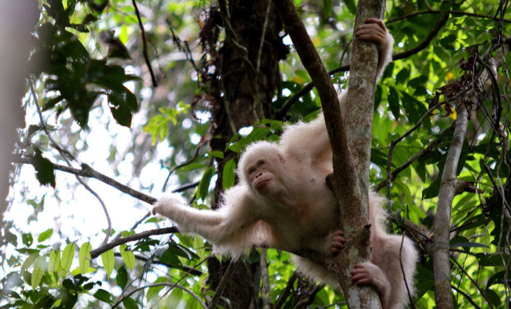 O momento em que a nica orangotanga albina do mundo foi devolvida  vida selvagem