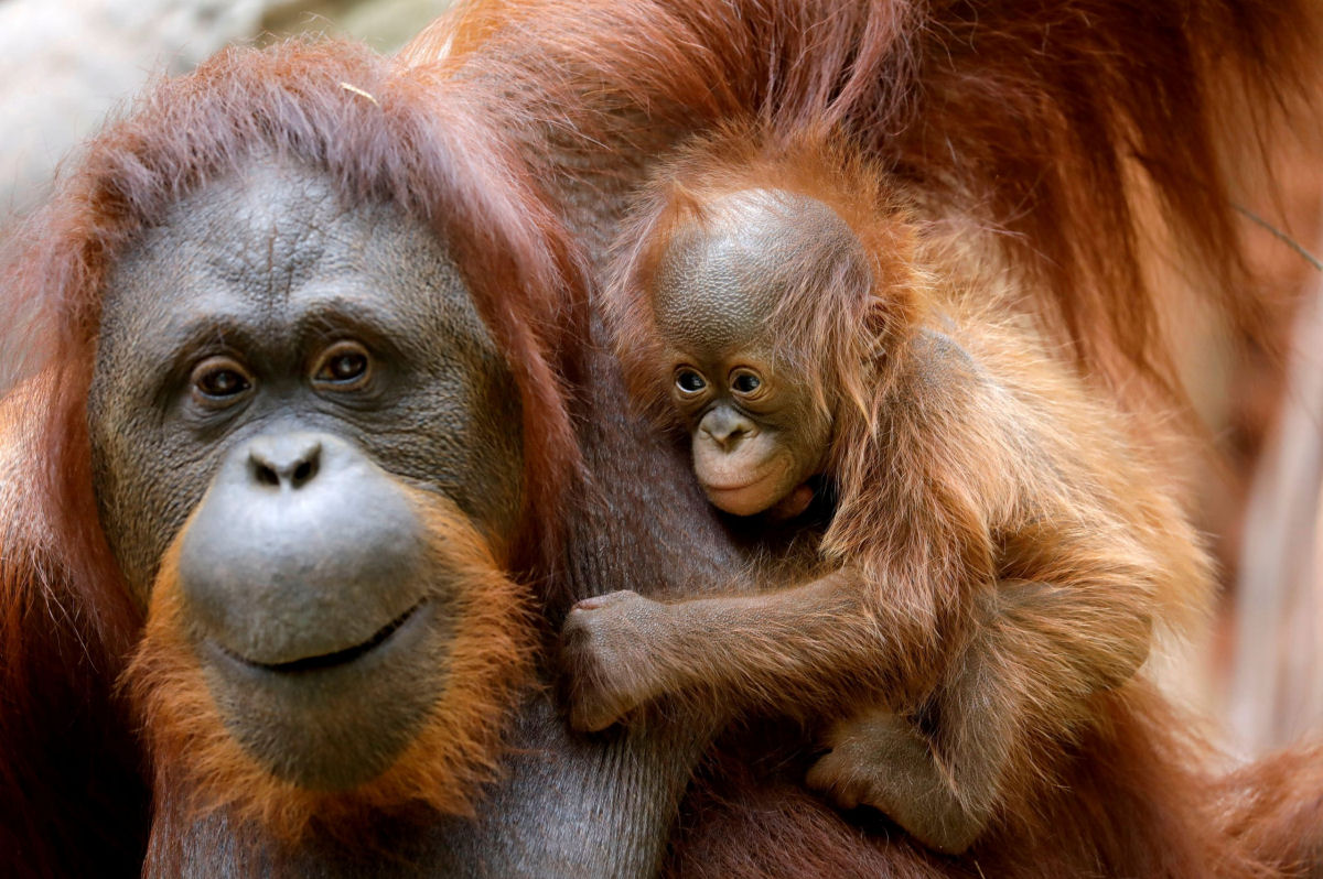 As orangotangas cuidam de seus filhotes at os 9 anos